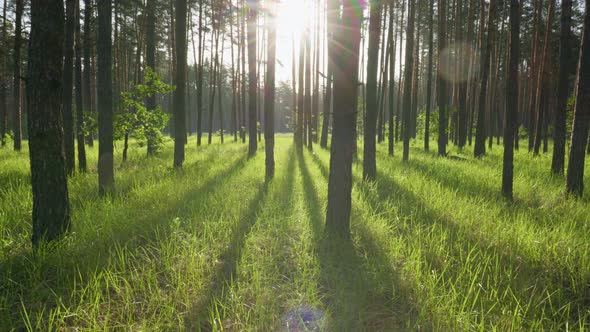 Walk in the Spring Forest in the Early Morning