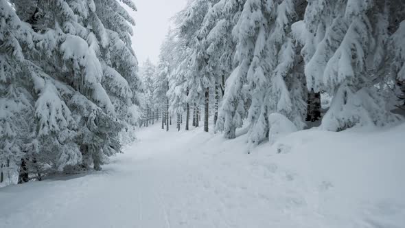 Winter Forest Covered By Snow