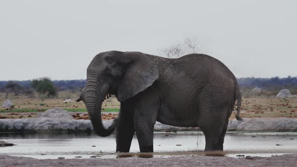 African Bush Elephant Bathing On A Muddy Pool Splashing Water With Its Long Trunk In Makgadikgadi Pa