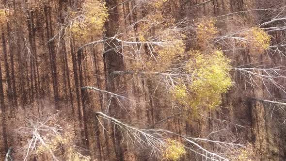 Vertical Video of an Autumn Forest During the Day in Ukraine