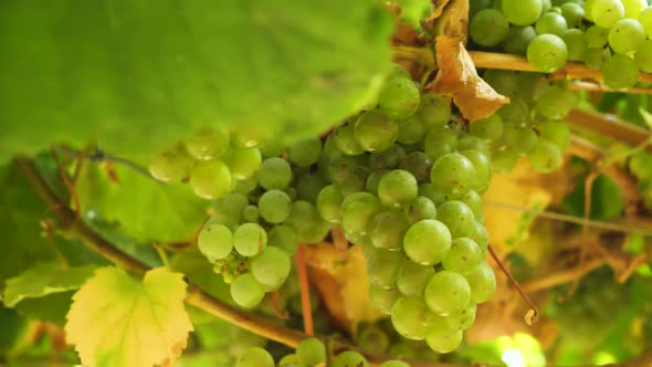 Bunch of ripe grapes hanging at the vine in harvest season. Close up in slow motion and rotation tra
