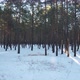 Through The Winter Forest At Sunset - VideoHive Item for Sale