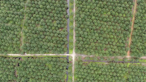 Aerial View of The Palm Oil Estates