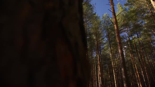 Russian Forests That Will Soon Be Cut Down and Sold to China