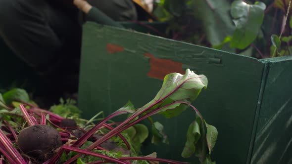 Hands of Anonymous Gardener Harvesting Beetroot and Loading into Crate