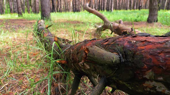 Felled Tree in Wild Forest. Camera Moves in Woodland. Log Lies on Green Plants