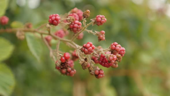Healthy Rubus fruticosus  fruit 4K 2160p 30fps UltraHD footage - Immature bramble of European blackb