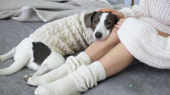 Woman Legs In Knit Socks And Dog In Cozy Sweater Lying On Bed