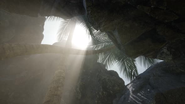 Big Palms in Stone Cave with Rays of Sunlight