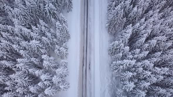 Aerial Flight Over Winter Forest with Road