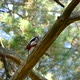 Great spotted woodpecker, male adult bird, pecking pine tree branch in pine forest - VideoHive Item for Sale
