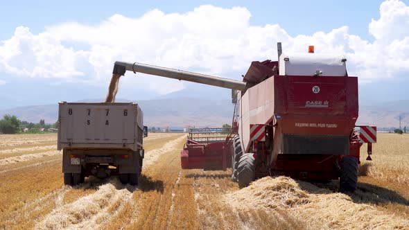 Combine Harvester Unloading Wheat Grain Into The Truck