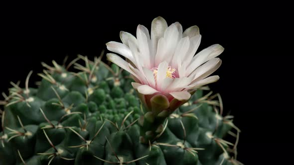 White Gymnocalycium Timelapse of Blooming Cactus Opening