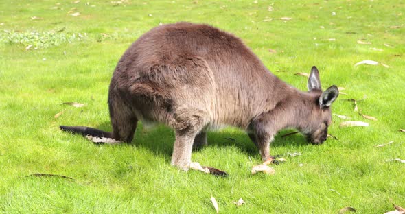 A Kangaroo Island kangaroo grazing in a grassy field walking with it's tail