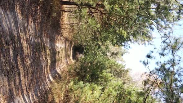 Vertical Video of a Forest Landscape on an Autumn Day in Ukraine