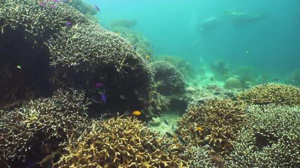 Coral Reef and Tropical Fish. Camiguin, Philippines