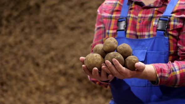 Close-up, Farmer's Hands Holding a Handful, Several Potato Tubers on Background of Potato Storage