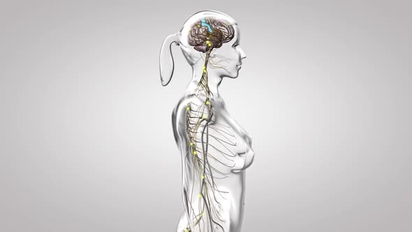 The Human nervous system 3d medical animation