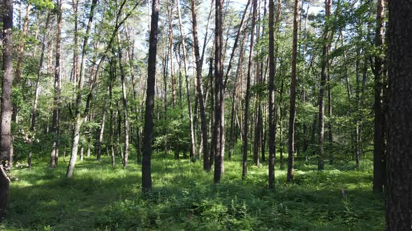 Beautiful Green Forest on a Summer Day Slow Motion