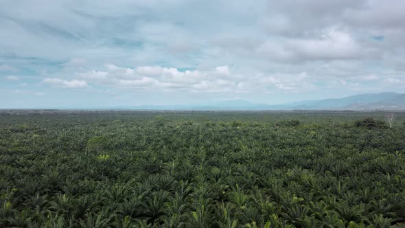 Vast, endless palm oil plantation in western Costa Rica on a cloudy day. Aerial descending establish