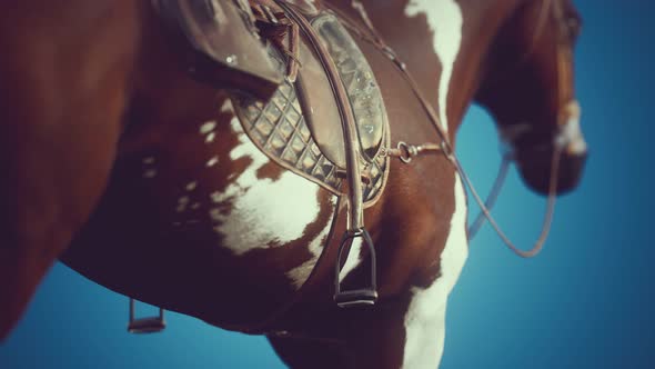 Saddle with Stirrups on a Back of a Horse