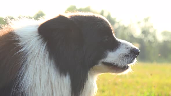 A Border Collie Breathes Rapidly and Stands in a Meadow - Closeup