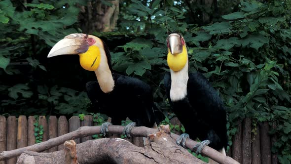 Pair of Wreathed Hornbill Scientific Name Rhyticeros Undulatus Birds at Zoo