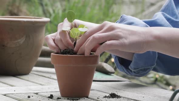 Woman Planting A Seedling In A Pot