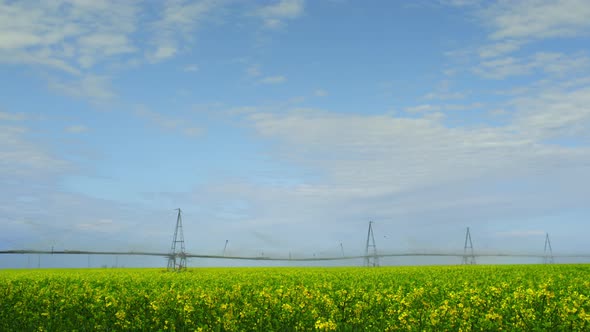 Yellow Flower Canola Field on Water Horizon Majestic Nature Landscape Background