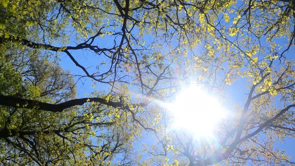 Vertical Video of the Forest in the Spring on a Sunny Day