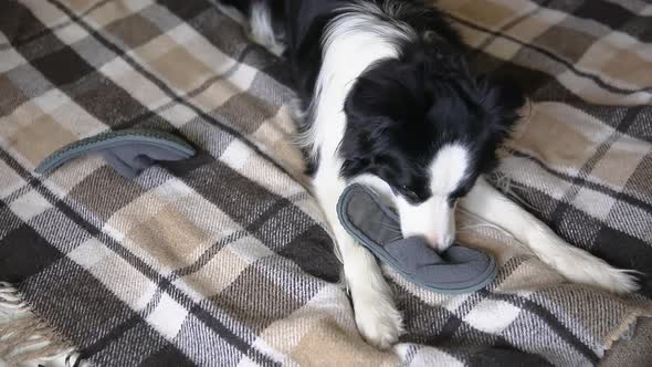 Naughty Playful Puppy Dog Border Collie After Mischief Biting Slipper Lying on Couch at Home