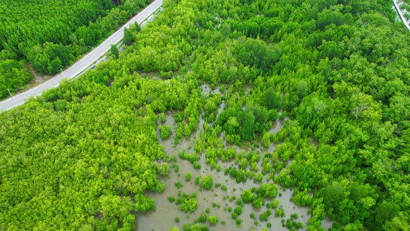 Aerial view Top view of Mangroves forest. An ecosystem in the thailand.