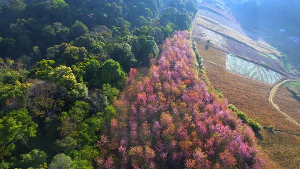 Top view over the Wild Himalayan Cherry Blossom (Prunus cerasoides) in the northern winter