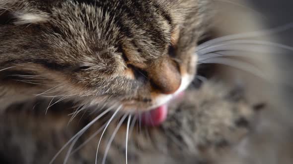 Cute Tabby Domestic Cat Washing Up Close Up. Slow Motion