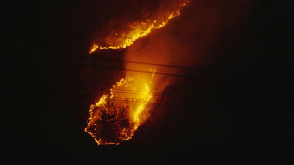 Forest fire, australian fire, forest burning, trees dying