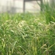 Rice Padi - VideoHive Item for Sale