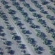 Aerial footage over an Olive plantation in Jaen, Spain - VideoHive Item for Sale