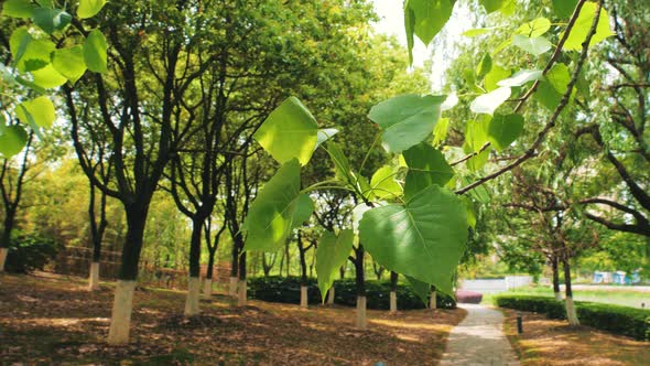 Closeup of Green Tree Leaves with Bright Flickering Sunlight on Them