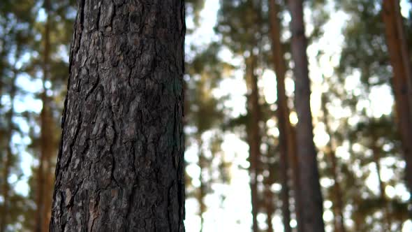 Pine tree trunk revealing coniferous forest with sun beams