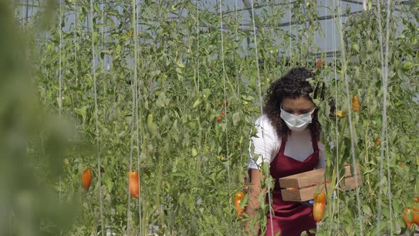 Mixed Race Greenhouse Worker Picking Ripe Tomatoes