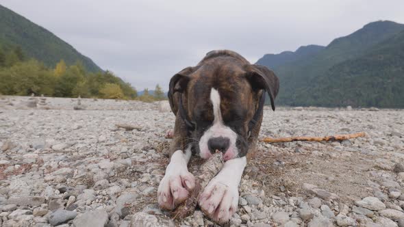 Cute Dog Boxer Biting Stick on Rocky Beach in Canadian Nature