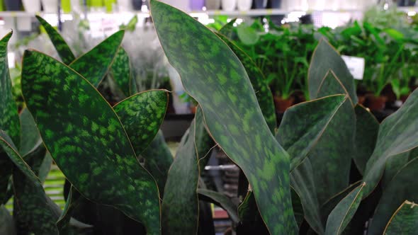 Sansevieria masoniana big leaf on the shelf in the store. Hard spotted succulent leaves in a flower