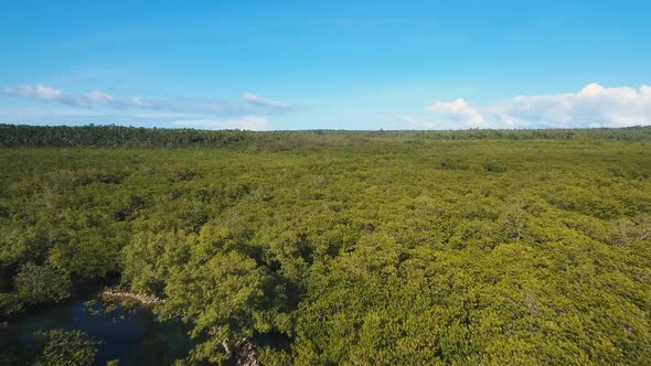 Mangrove Forest in Asia