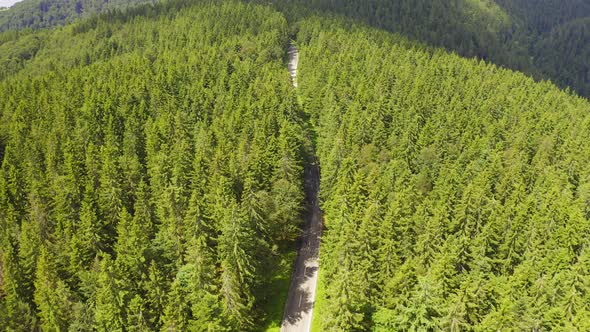 Aerial View Flying Over Two Lane Forest Road with Car Moving Green Trees of Woods Growing Both Sides