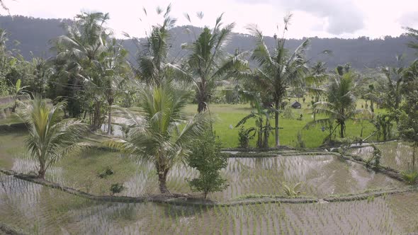 A Rice Fields Terraces In Bali Indonesia