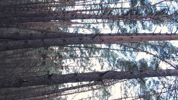 Vertical Video of Trees in a Pine Forest Slow Motion