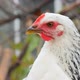 Closeup of a White Hen Looking Into the Lens - VideoHive Item for Sale