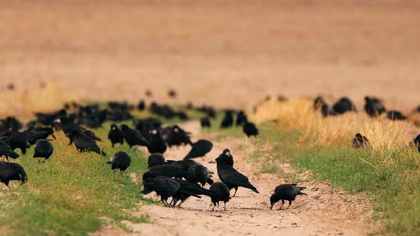 Corvus Corax Bird or Common Raven Feeding in Field