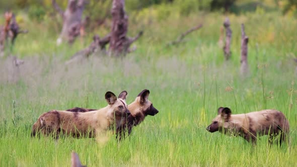 A pack of African Wild Dogs roaming around the tall grass in the Okavango Delta grasslands. Telephot