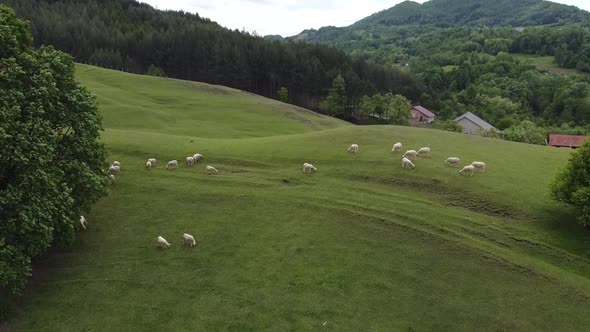 Sheep on a meadow. Drone footage.